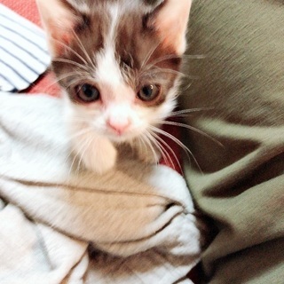 生後1ヶ月半くらいの子猫です