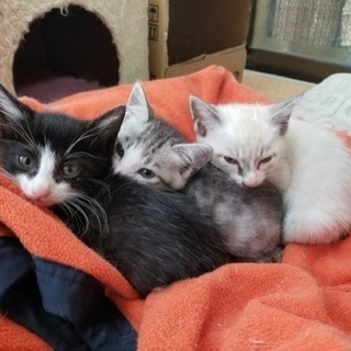 2ヶ月子猫 4匹！