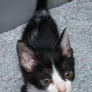 里親になってくださる方、探しています