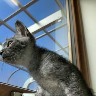 仔猫の里親様募集！