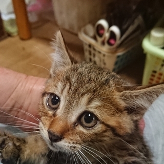 長毛のアメショーミックス赤ちゃん猫！