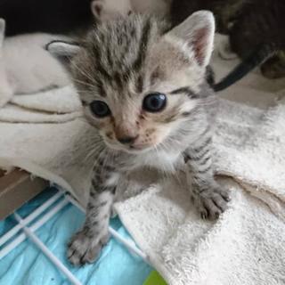 可愛い子猫×1匹(最初は七匹)の里親さんを募集しています