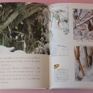 【本】　虫たちの身をまもる力 (みつけた!しぜんのなかで) の画像