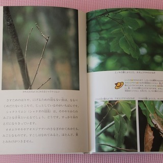 【本】　虫たちの身をまもる力 (みつけた!しぜんのなかで) の画像