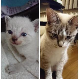 可愛い子猫×1匹(最初は七匹)の里親さんを募集しています - 里親募集