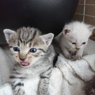 可愛い子猫×1匹(最初は七匹)の里親さんを募集しています - 本庄市