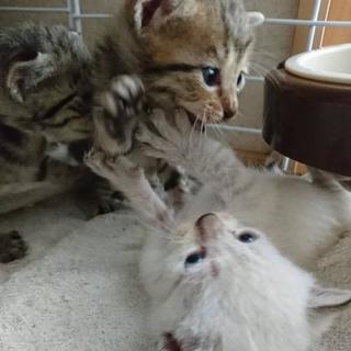 可愛い子猫×1匹(最初は七匹)の里親さんを募集しています - 猫