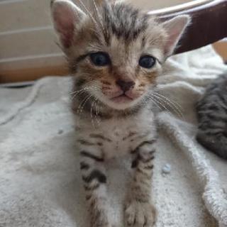 可愛い子猫×1匹(最初は七匹)の里親さんを募集しています − 埼玉県