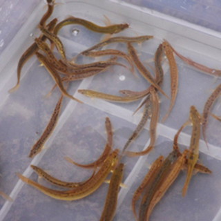 ※🐟メダカ・ヌマエビ・ドジョウ・タニシ・モロコ・フナ・金魚・コイ・水草etc...【生体】※の画像