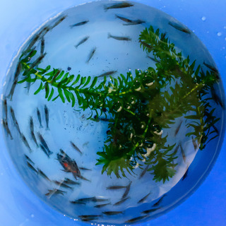 ※🐟メダカ・ヌマエビ・ドジョウ・タニシ・モロコ・フナ・金魚・コイ・水草etc...【生体】※の画像
