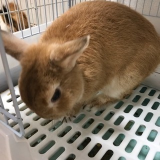 ネザーランドドワーフ