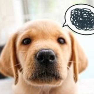 ✨✨🌈🐾犬好きさんの会🐾🎶✨✨