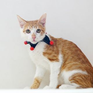 ロイヤルな毛色！犬とも猫とも仲良く遊べます。