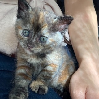 子猫2匹