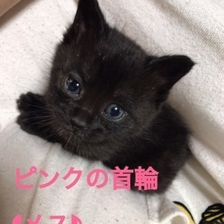 『里親決定』１ヶ月位のメス
