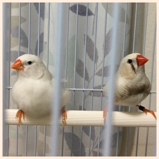 キンカチョウペアー里親募集