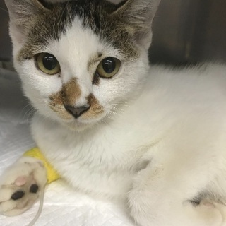 室内飼できる方、お願いいたします。