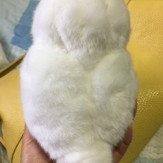 フクロウのぬいぐるみの画像