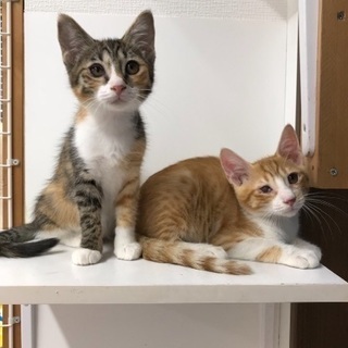 保健所からレスキュー❗️生後3カ月位の仲良し兄妹🐱シェルターでご...