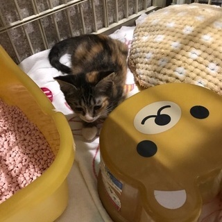 保健所からレスキュー❗️生後3カ月位の仲良し兄妹🐱シェルターでご縁を待っています！会いに来て下さい🍀 - 台東区