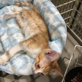 保健所からレスキュー❗️生後3カ月位の仲良し兄妹🐱シェルターでご縁を待っています！会いに来て下さい🍀 - 猫
