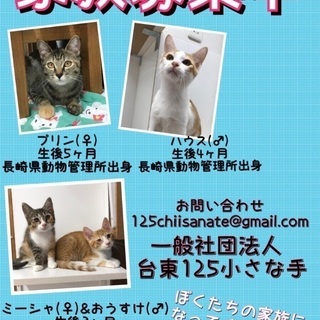 保健所からレスキュー❗️生後3カ月位の仲良し兄妹🐱シェルターでご縁を待っています！会いに来て下さい🍀 - 里親募集