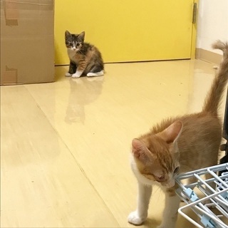 保健所からレスキュー❗️生後3カ月位の仲良し兄妹🐱シェルターでご縁を待っています！会いに来て下さい🍀 − 東京都