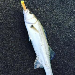 【釣り】シーバス情報交換しませんか？