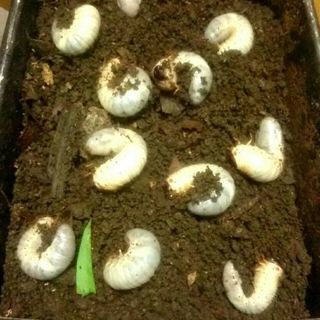 国産カブトムシ幼虫　ワイルド10匹