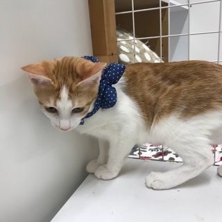 トライアル決定！保健所からレスキュー🐱生後4カ月位人間大好き元気...
