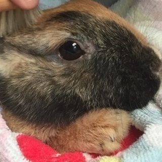 緊急　大家さんからの退去命令で猫多頭崩壊の中にウサギが1っぴき　