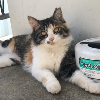 お上品で大人しく美人なさくらねこちゃんの里親募集【別サイトにて里...