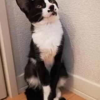 里親様決定しました🐱