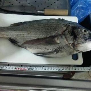釣り友達募集