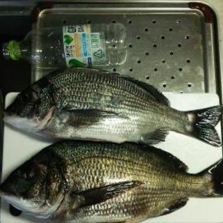釣り友達募集 - メンバー募集