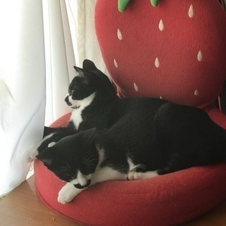 この子たちを家族にしてください。