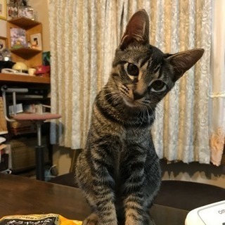 かわいい5ヶ月女の子里親募集中