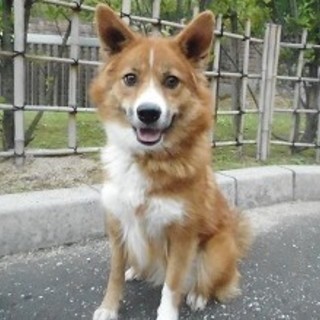 里親決定！フェラリア強陽性の2~3歳のきなこちゃん