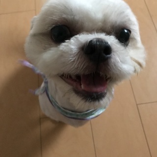 里親さんを募集してます。