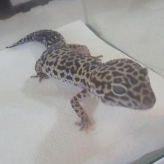 レオパードゲッコー　アダルト