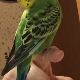 インコを探しています