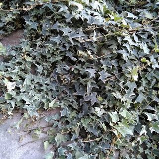 アイビー　（植物）の画像