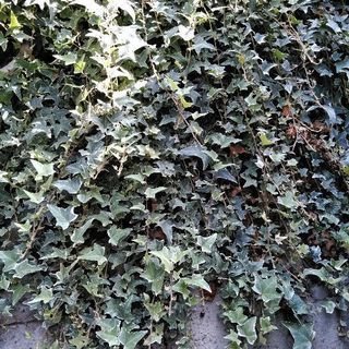 アイビー　（植物）の画像