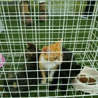 里親様決まりました‼️ - 猫