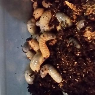 カブトムシ幼虫　50匹の画像