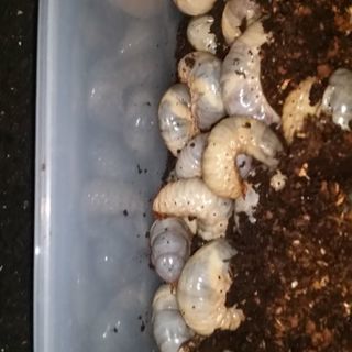 カブトムシ幼虫　50匹の画像