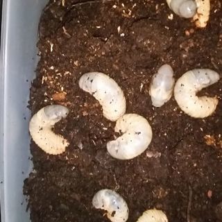 カブトムシ幼虫　50匹