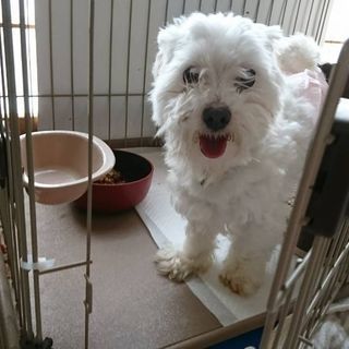 マルチーズ(雄)4歳