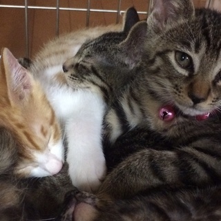 かわいい子猫（1か月半）茶白♂とキジトラ♂の里親になってください