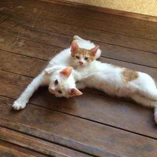 生後2ヶ月 姉妹猫 里親さん募集！